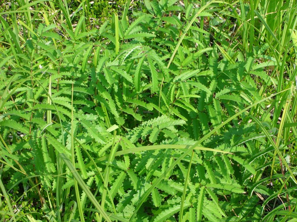 Изображение особи Sanguisorba parviflora.