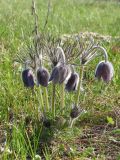 Pulsatilla ucrainica