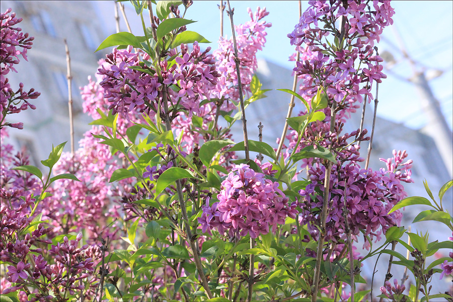 Изображение особи Syringa persica.