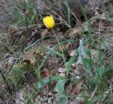Tulipa suaveolens. Цветущее растение. Крым, южный склон Ай-Петринской яйлы, вершина Ставри-Кая, на скалистом склоне. 20 апреля 2013 г.