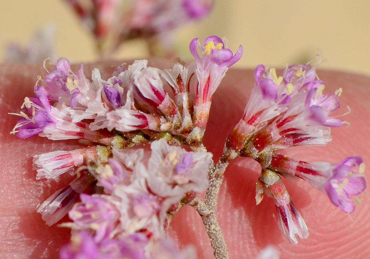 Изображение особи Limonium pruinosum.