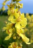 Verbascum lychnitis. Часть соцветия. Ростовская обл., Азовский р-н, степной участок возле оросительного канала. 01.07.2012.