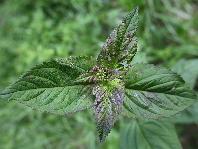 Изображение особи Scrophularia nodosa.