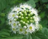 Physocarpus opulifolius. Распускающееся соцветие. Тамбовская обл., Петровский р-н, с. Петровское, парк. 22.05.2013.
