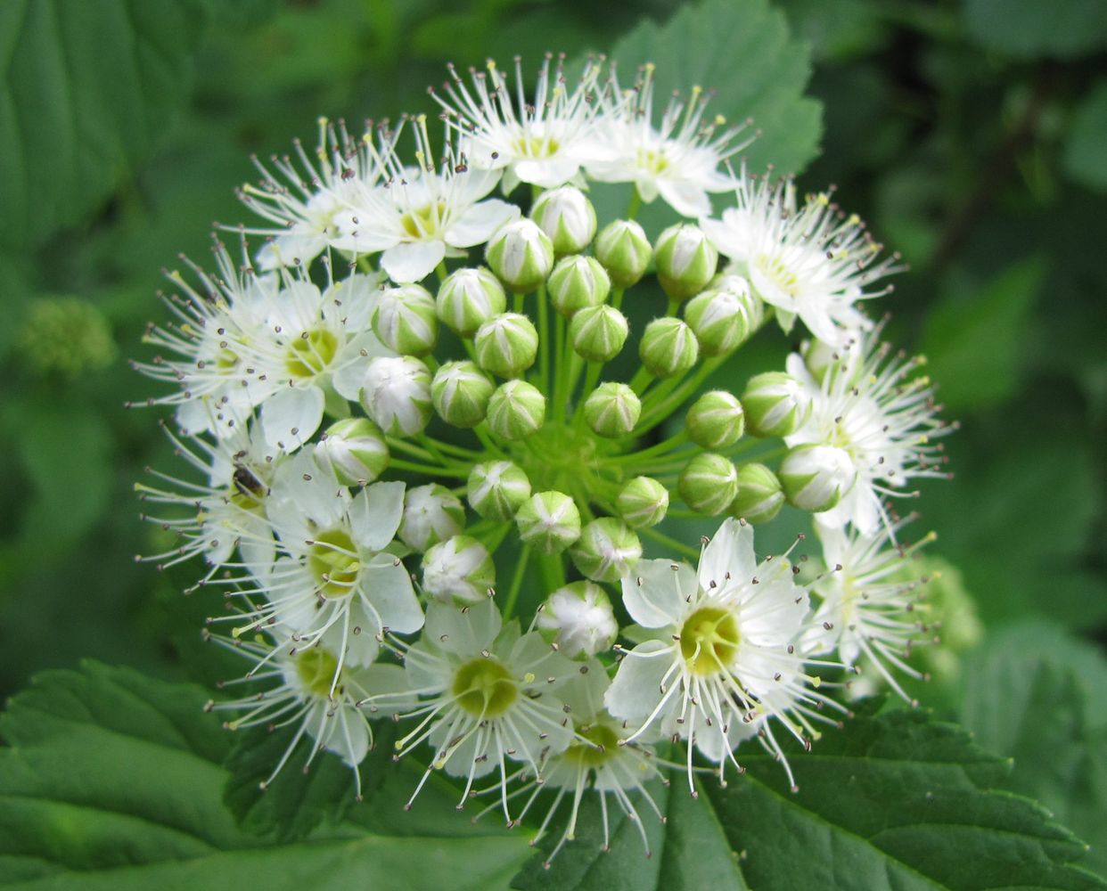 Изображение особи Physocarpus opulifolius.