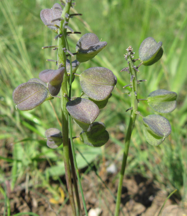 Image of Muscari neglectum specimen.