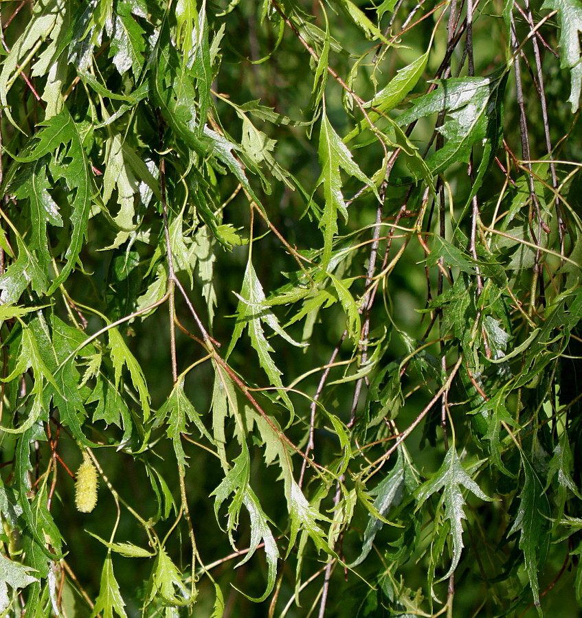 Image of Betula pendula f. dalecarlica specimen.