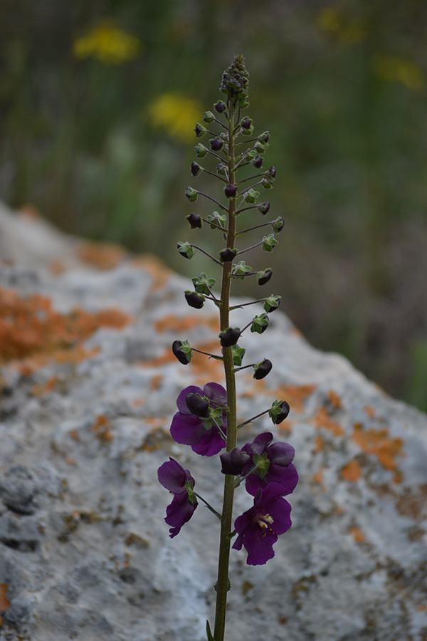 Image of Verbascum phoeniceum specimen.