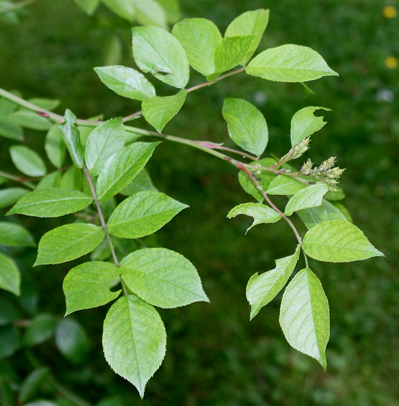 Image of Rosa filipes specimen.