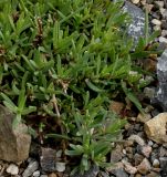 Gypsophila repens