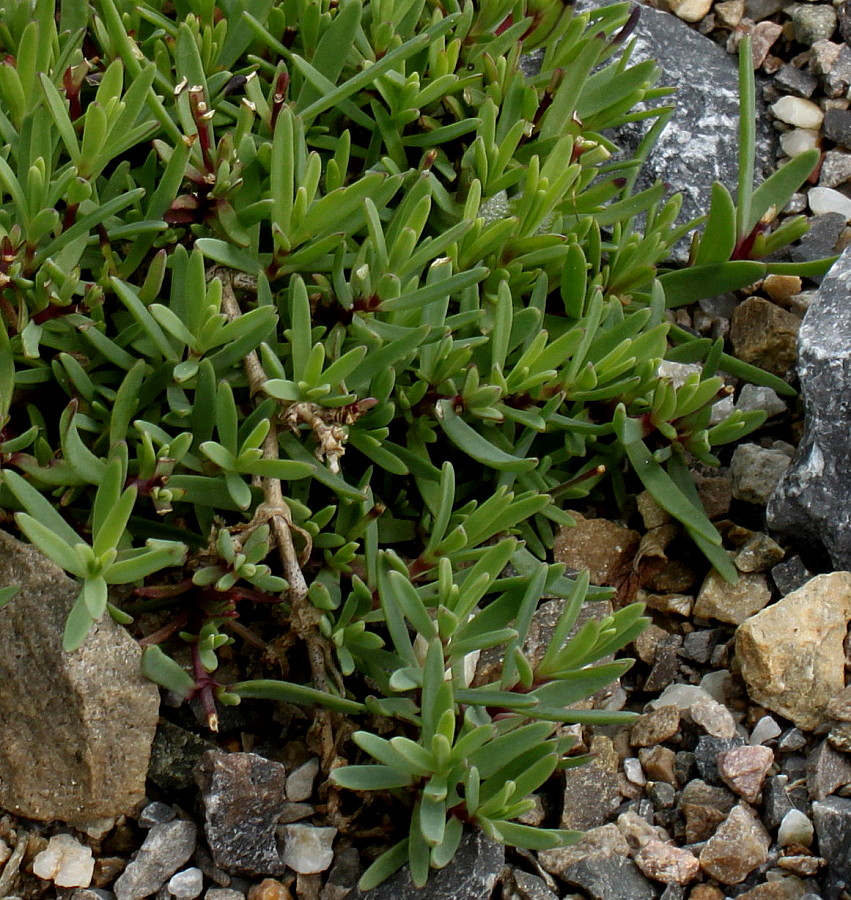 Изображение особи Gypsophila repens.