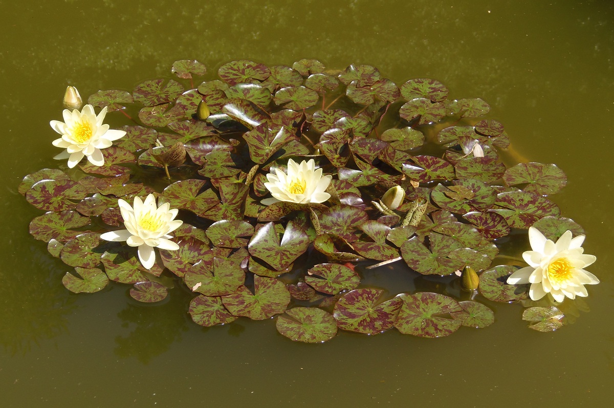 Image of Nymphaea odorata specimen.