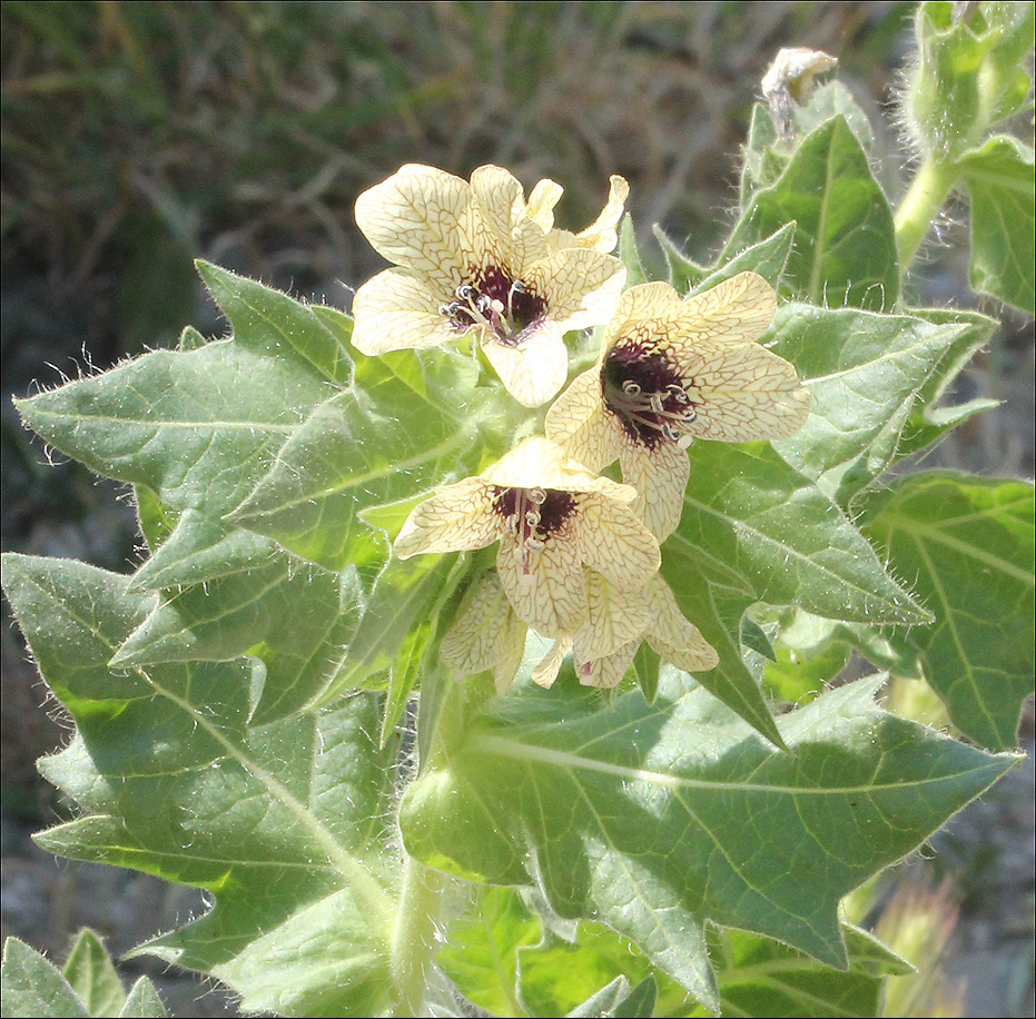 Изображение особи Hyoscyamus niger.