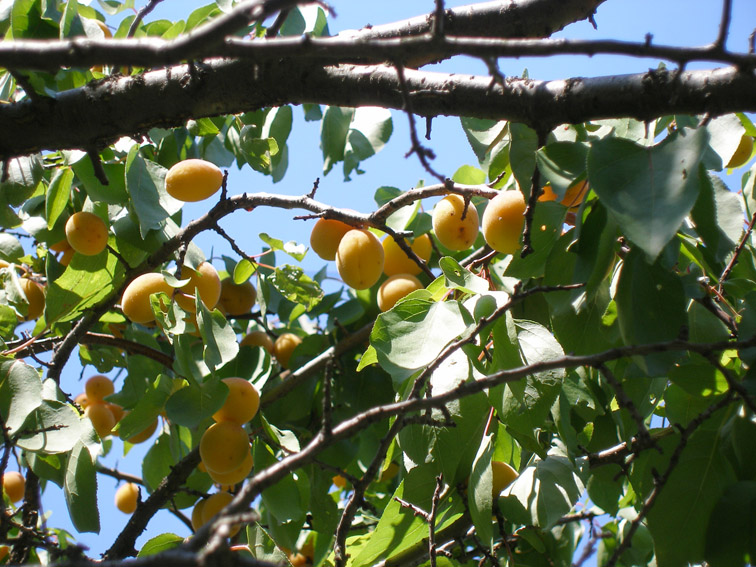 Изображение особи Armeniaca vulgaris.
