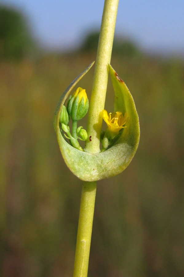 Изображение особи Blackstonia perfoliata.