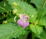 Impatiens furcillata. Верхушка цветущего растения. Приморский край, Партизанский район, нижнее течение р. Литовки, падь Коробковка, в редкостойном ольшанике (Alnus japonica). 10.08.2013.
