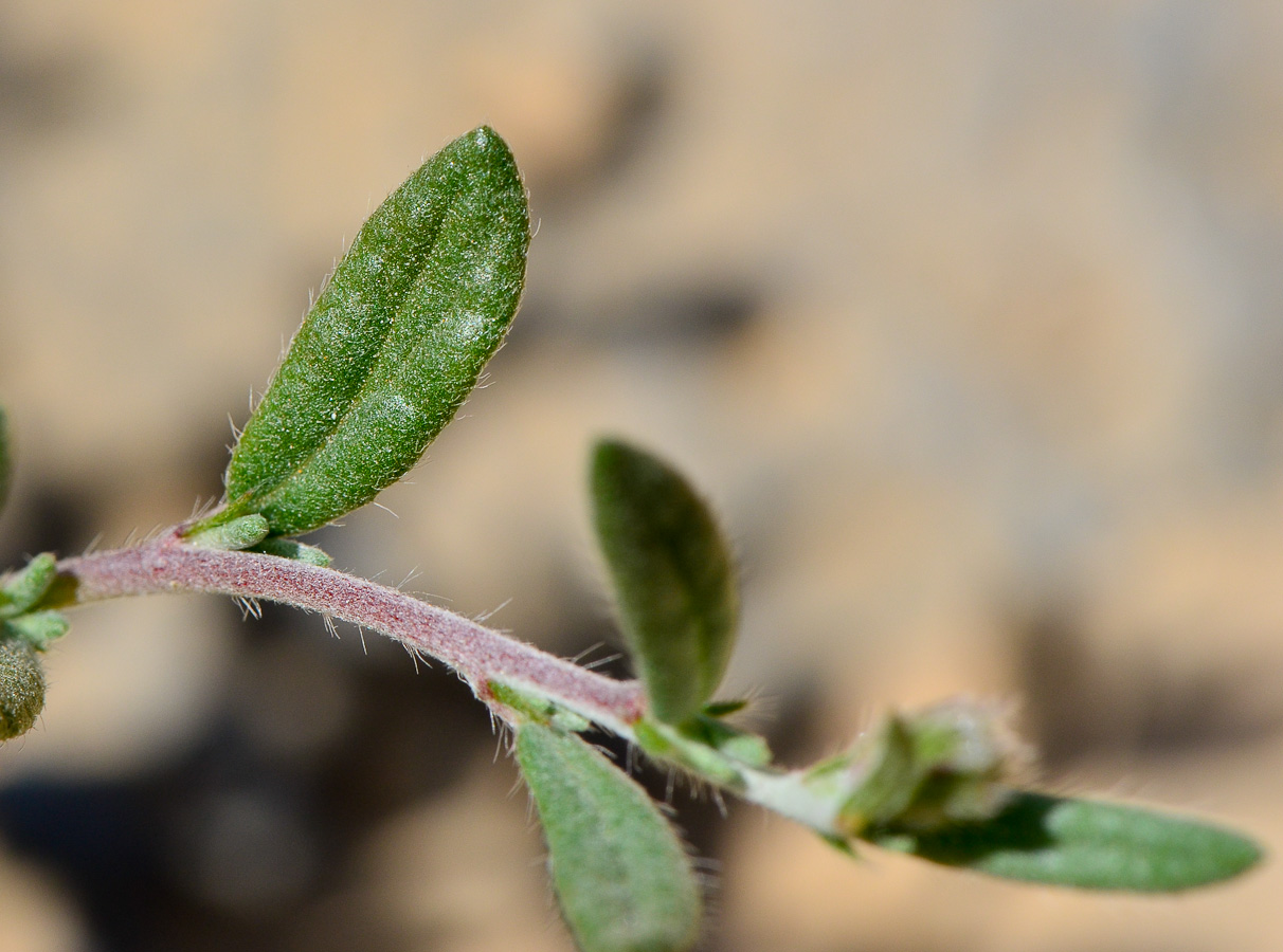 Image of Helianthemum kahiricum specimen.