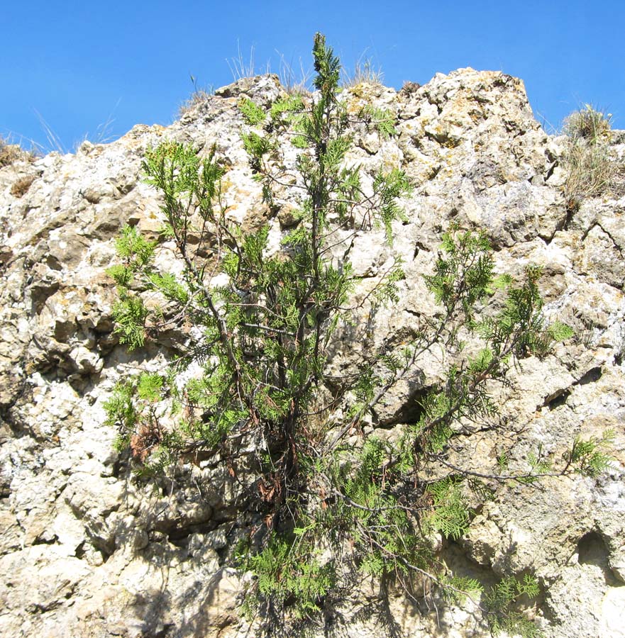 Image of Platycladus orientalis specimen.