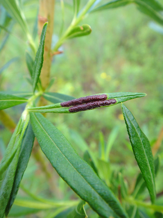 Image of Salix viminalis specimen.