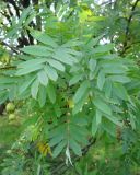 Sorbus domestica