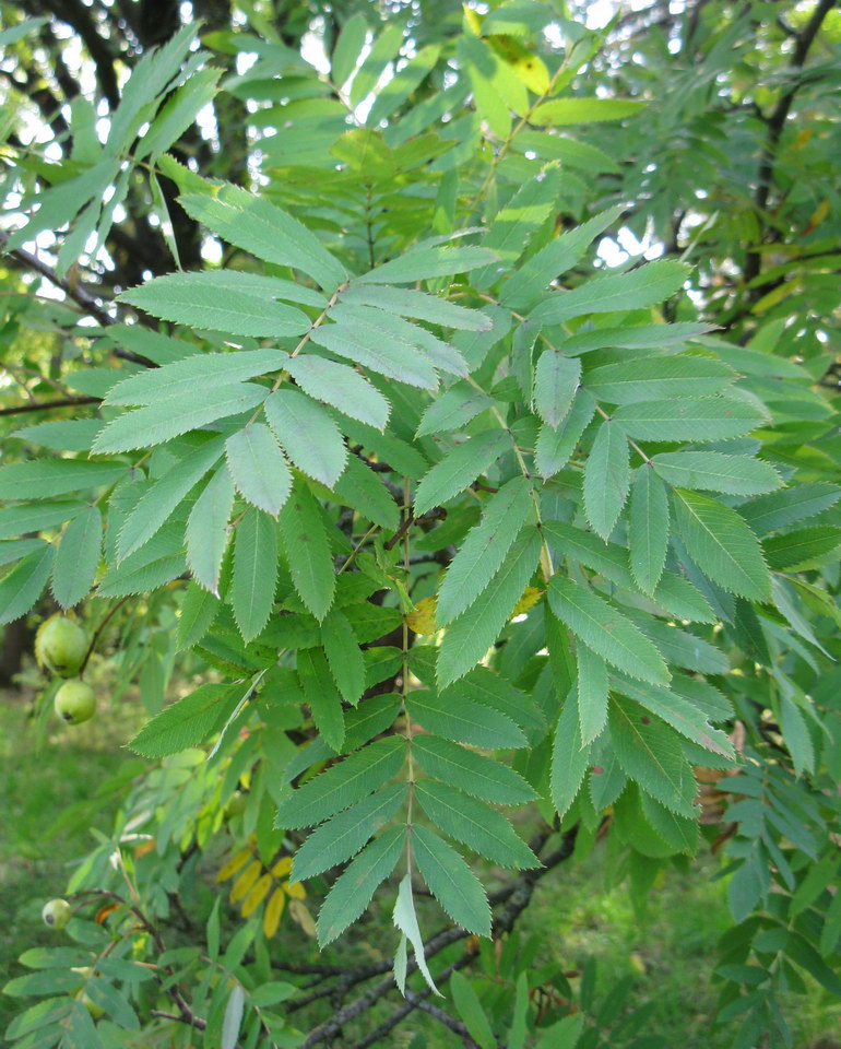 Image of Sorbus domestica specimen.