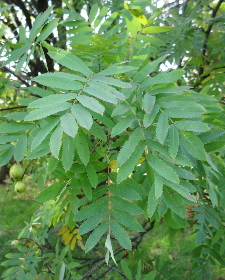 Изображение особи Sorbus domestica.