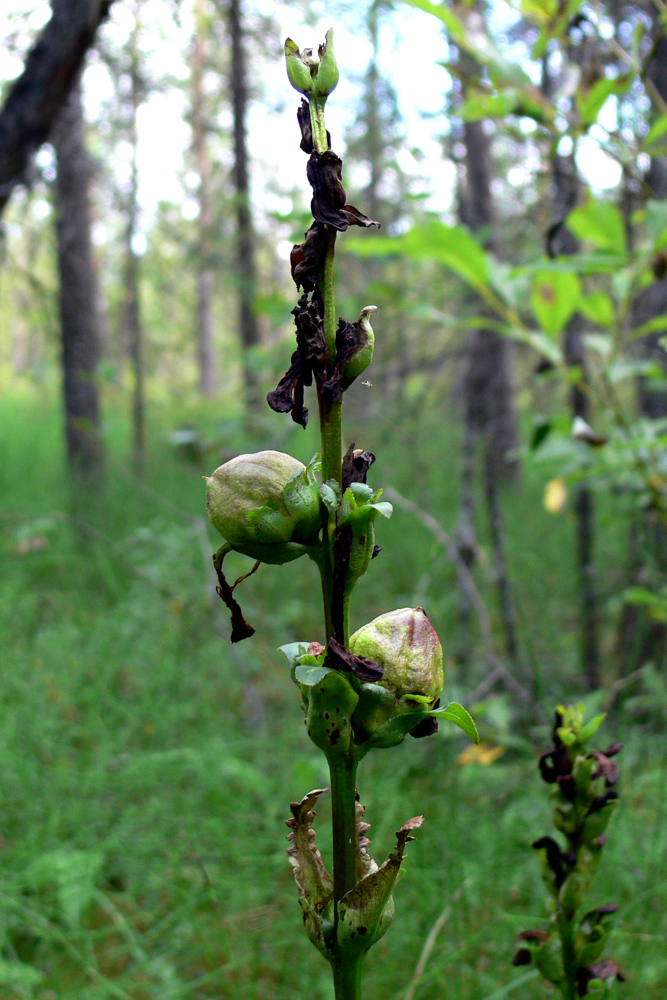 Image of Pedicularis sceptrum-carolinum specimen.