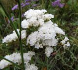Limonium gmelinii. Часть соцветия (белоцветковая форма). Алтайский край, Баевский р-н, окр. с. Баево, левый берег р. Кулунда, пойменный солончаковый луг. 21 июля 2011 г.