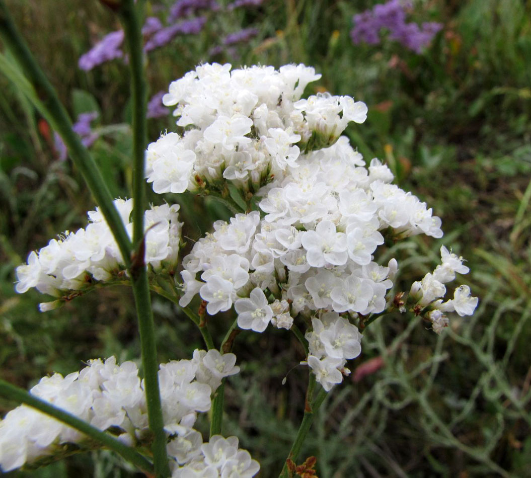 Изображение особи Limonium gmelinii.