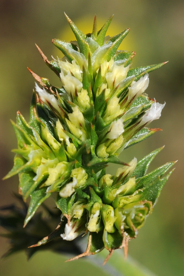 Image of Goniolimon eximium specimen.