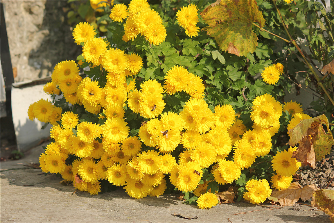 Image of Chrysanthemum indicum specimen.