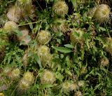 Clematis tangutica. Часть плодоносящего растения. Германия, г. Дюссельдорф, Ботанический сад университета. 14.08.2013.