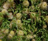 Clematis tangutica