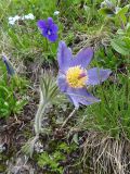 Pulsatilla patens