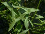 Sagittaria sagittifolia