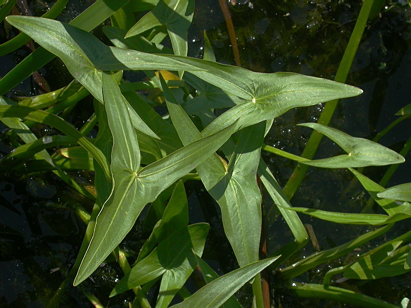 Image of Sagittaria sagittifolia specimen.