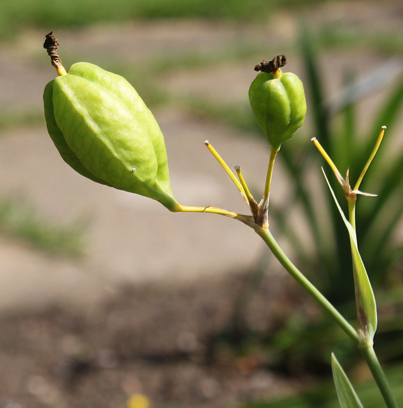 Изображение особи Belamcanda chinensis.