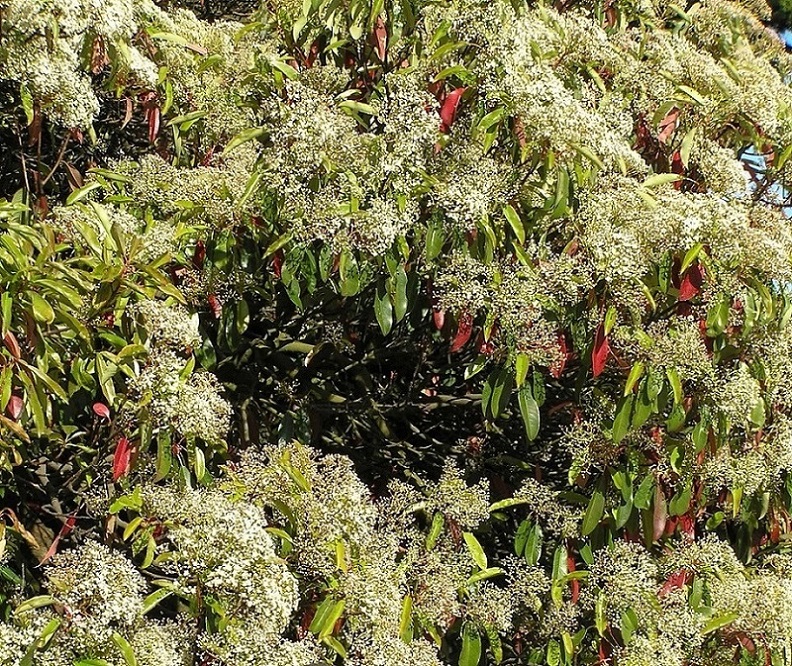 Image of Photinia serratifolia specimen.