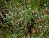 Atraphaxis frutescens