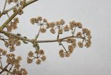 Image of taxon representative. Author is Антон Попович