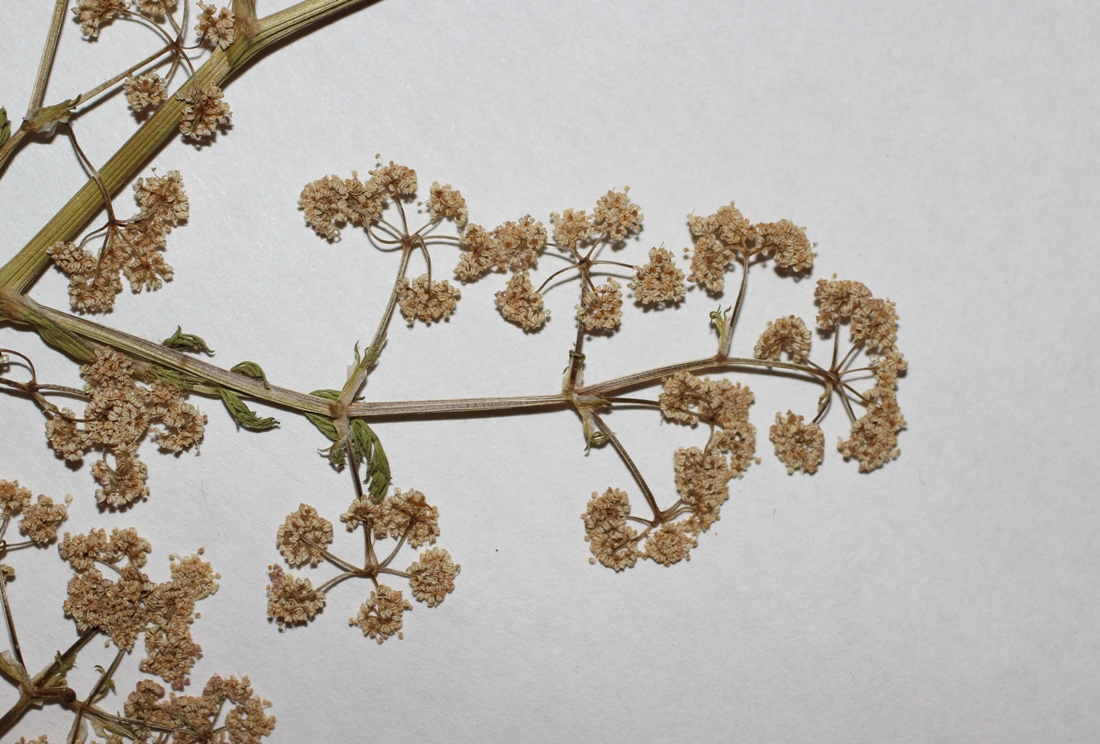 Image of Trinia leiogona specimen.