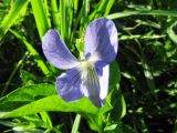 Viola canina