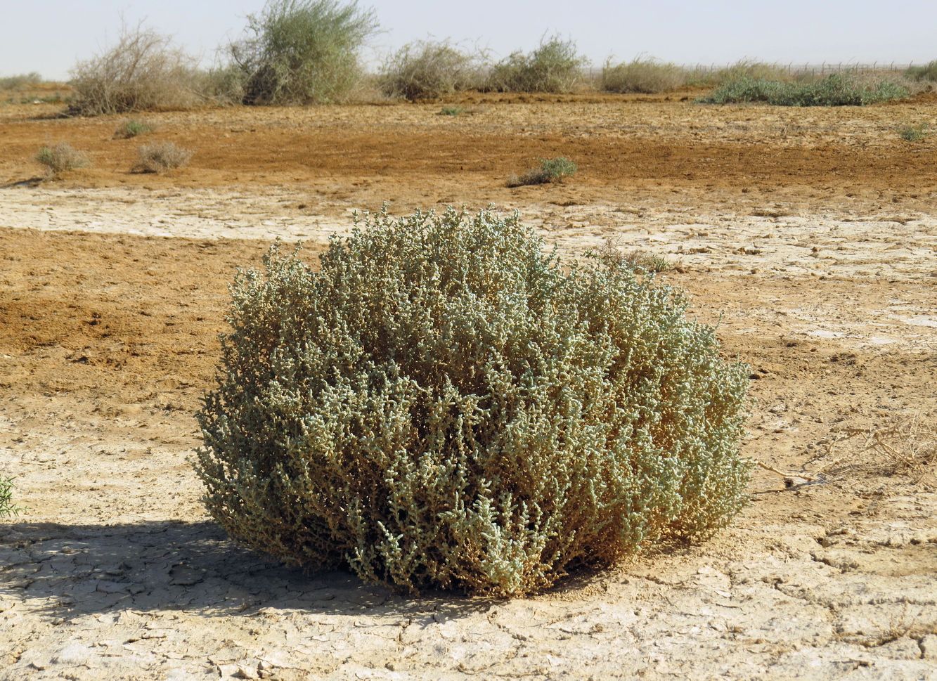 Изображение особи Salsola tetrandra.