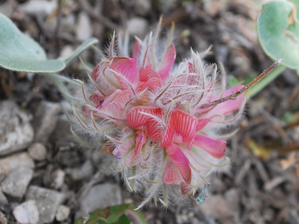 Изображение особи Hedysarum plumosum.