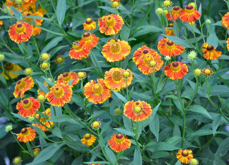 Изображение особи Helenium autumnale.