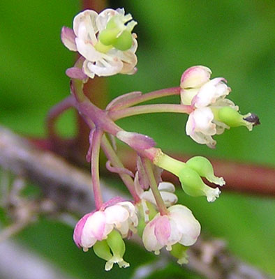 Изображение особи Menispermum dauricum.