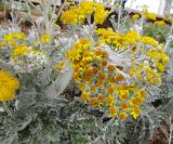 Senecio cineraria. Фасциированная верхушка цветущего растения. Израиль, г. Беэр-Шева, городское озеленение. 12.04.2014.