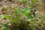 Trachystemon orientalis