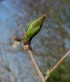 Chimonanthus praecox. Верхушка побега с распускающейся почкой. Германия, г. Дюссельдорф, Ботанический сад университета. 13.03.2014.