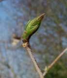 Chimonanthus praecox